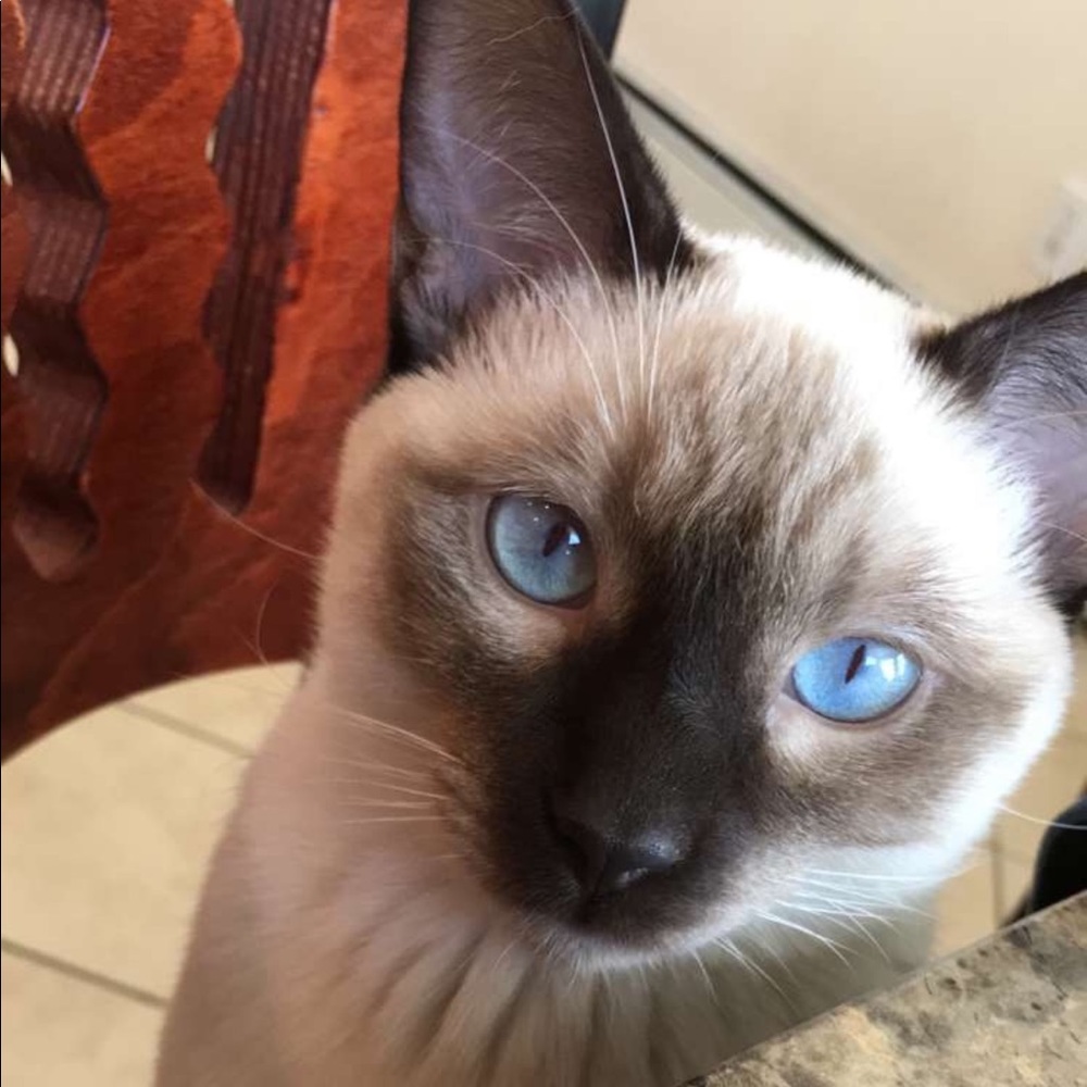 This cat lives with me 😁 not for sale